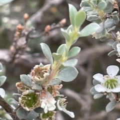 Leptospermum myrtifolium (Myrtle Teatree) at Gibraltar Pines - 17 Jan 2022 by JaneR