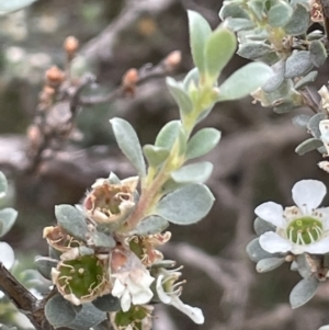 Leptospermum myrtifolium at Paddys River, ACT - 17 Jan 2022 02:08 PM