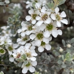 Leptospermum myrtifolium at Paddys River, ACT - 17 Jan 2022