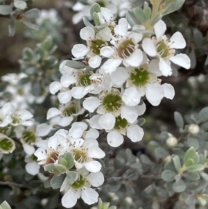 Leptospermum myrtifolium at Paddys River, ACT - 17 Jan 2022 02:08 PM