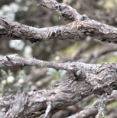 Leptospermum myrtifolium at Paddys River, ACT - 17 Jan 2022 02:08 PM