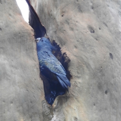 Callocephalon fimbriatum (Gang-gang Cockatoo) at GG179 - 18 Jan 2022 by HelenCross