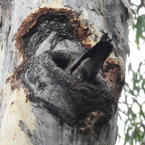 Callocephalon fimbriatum at Acton, ACT - suppressed