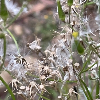Senecio quadridentatus (Cotton Fireweed) at Gibraltar Pines - 17 Jan 2022 by JaneR