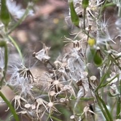 Senecio quadridentatus (Cotton Fireweed) at Paddys River, ACT - 17 Jan 2022 by JaneR