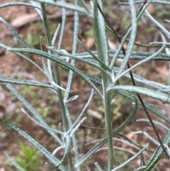 Senecio quadridentatus at Paddys River, ACT - 17 Jan 2022