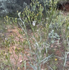 Senecio quadridentatus at Paddys River, ACT - 17 Jan 2022