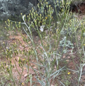 Senecio quadridentatus at Paddys River, ACT - 17 Jan 2022