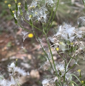 Senecio quadridentatus at Paddys River, ACT - 17 Jan 2022