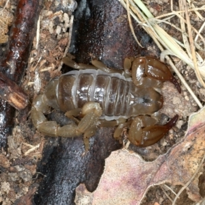 Urodacus manicatus at Paddys River, ACT - 12 Jan 2022 11:40 AM