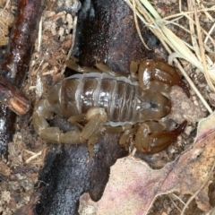Urodacus manicatus (Black Rock Scorpion) at Paddys River, ACT - 12 Jan 2022 by jbromilow50