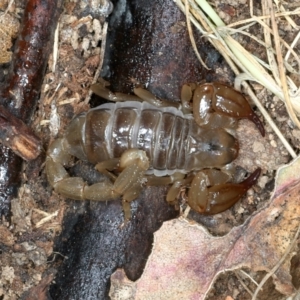 Urodacus manicatus (Black Rock Scorpion) at Paddys River, ACT by jbromilow50