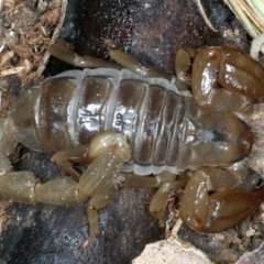 Urodacus manicatus at Paddys River, ACT - 12 Jan 2022