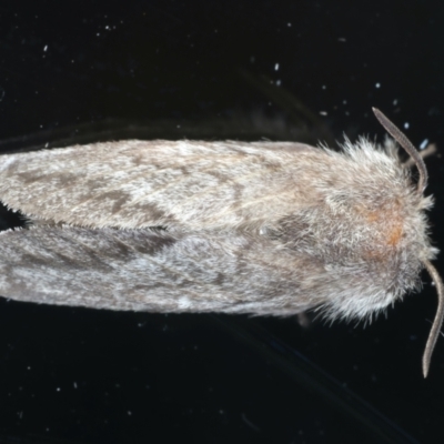 Pernattia pusilla (She-Oak Moth) at Ainslie, ACT - 10 Jan 2022 by jbromilow50