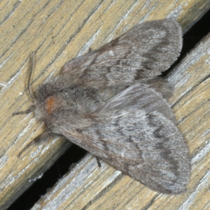 Pernattia pusilla at Ainslie, ACT - 10 Jan 2022