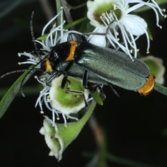 Chauliognathus lugubris (Plague Soldier Beetle) at Paddys River, ACT - 11 Jan 2022 by jbromilow50