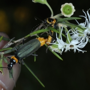 Chauliognathus lugubris at Paddys River, ACT - 12 Jan 2022