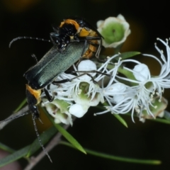 Chauliognathus lugubris at Paddys River, ACT - 12 Jan 2022