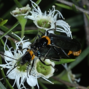 Chauliognathus lugubris at Paddys River, ACT - 12 Jan 2022