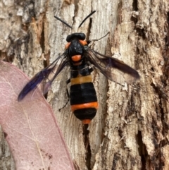 Unidentified Sawfly (Hymenoptera, Symphyta) at Templestowe, VIC - 18 Jan 2022 by Tepidduck1