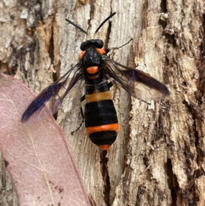 Pterygophorus cinctus at Templestowe, VIC - 18 Jan 2022 by Tepidduck1