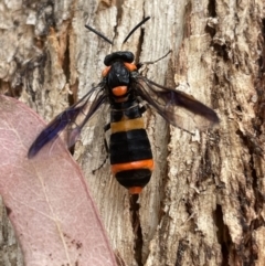 Unidentified Sawfly (Hymenoptera, Symphyta) (TBC) at Templestowe, VIC - 18 Jan 2022 by Tepidduck1