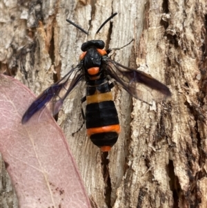 Unidentified Wasp (Hymenoptera, Apocrita) (TBC) at suppressed by Tepidduck1