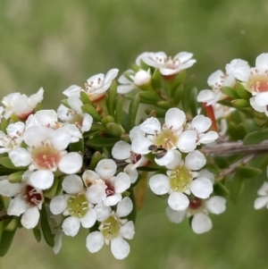 Baeckea utilis at Paddys River, ACT - 17 Jan 2022