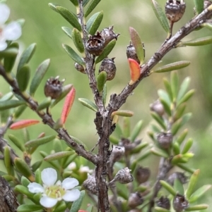 Baeckea utilis at Paddys River, ACT - 17 Jan 2022