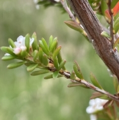 Baeckea utilis at Paddys River, ACT - 17 Jan 2022 05:16 PM