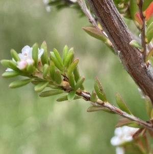 Baeckea utilis at Paddys River, ACT - 17 Jan 2022