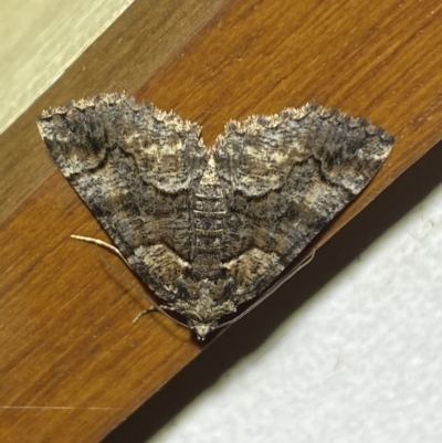 Gastrina cristaria (Wave-lined Geometrid) at Jerrabomberra, NSW - 18 Jan 2022 by SteveBorkowskis