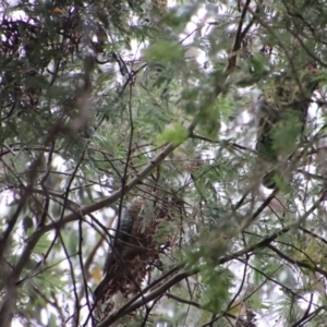 Callocephalon fimbriatum at Mongarlowe, NSW - 18 Jan 2022