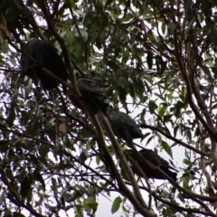 Callocephalon fimbriatum at Mongarlowe, NSW - 18 Jan 2022