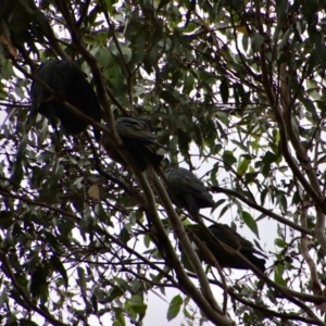 Callocephalon fimbriatum at Mongarlowe, NSW - 18 Jan 2022