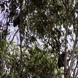 Callocephalon fimbriatum at Mongarlowe, NSW - 18 Jan 2022