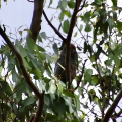 Callocephalon fimbriatum at Mongarlowe, NSW - 18 Jan 2022