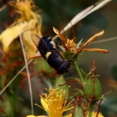 Odontomyia hunteri (Soldier fly) at Red Hill Nature Reserve - 13 Jan 2022 by LisaH