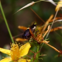 Odontomyia hunteri at Deakin, ACT - 13 Jan 2022