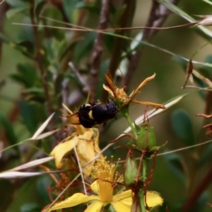 Odontomyia hunteri at Deakin, ACT - 13 Jan 2022