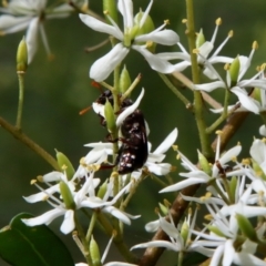 Cleridae sp. (family) (Checkered beetle) at Red Hill Nature Reserve - 13 Jan 2022 by LisaH