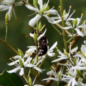 Cleridae sp. (family) at Deakin, ACT - suppressed