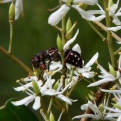 Cleridae sp. (family) at Deakin, ACT - suppressed