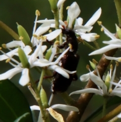 Cleridae sp. (family) at Deakin, ACT - suppressed