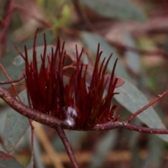 Chalcididae (family) at Deakin, ACT - 13 Jan 2022