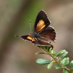 Paralucia pyrodiscus at Deakin, ACT - suppressed