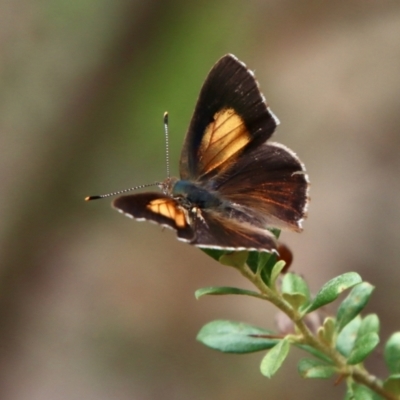 Paralucia pyrodiscus (Fiery Copper) at Red Hill Nature Reserve - 13 Jan 2022 by LisaH