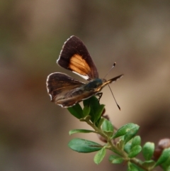 Paralucia pyrodiscus at Deakin, ACT - suppressed