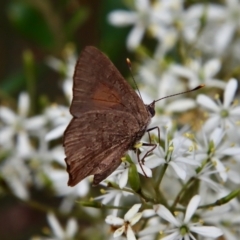 Paralucia pyrodiscus at Deakin, ACT - suppressed