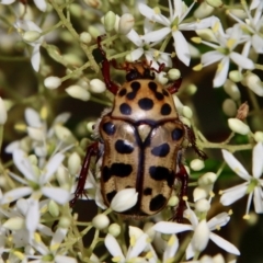 Neorrhina punctata (Spotted flower chafer) at Red Hill Nature Reserve - 13 Jan 2022 by LisaH